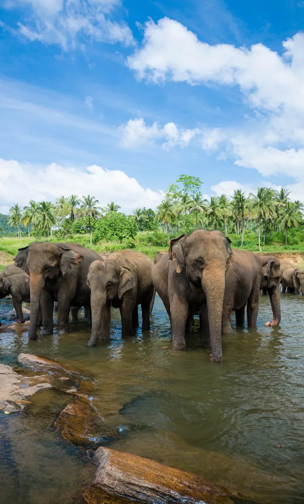 Sigiri Vananthara nature resort featuring lush greenery, wildlife, scenic landscapes, and eco-friendly accommodations in Sri Lanka’s cultural triangle.