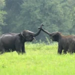 Imagine witnessing this heartwarming trunk-touch between Sri Lankan Elephants during a safari adventure near Nature Resort which is Sigiri Vananthara