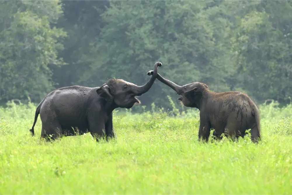 Imagine witnessing this heartwarming trunk-touch between Sri Lankan Elephants during a safari adventure near Nature Resort which is Sigiri Vananthara