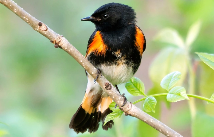 Image of an American Redstart, a North American bird species. Explore the diverse birdlife of Sri Lanka when you stay at Sigiri Vananthara, a Nature Resort in Sigiriya.