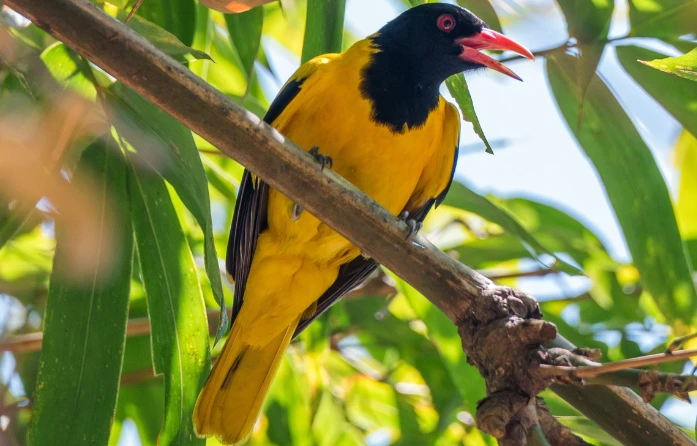This photo features a Black-hooded Oriole, a common bird in Sri Lanka. Enjoy birdwatching during your stay at Sigiri Vananthara, a Nature Resort in Sigiriya.