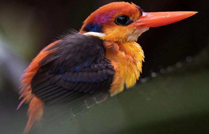 Image of an Oriental Dwarf Kingfisher, a colorful kingfisher found in Sri Lanka. Sigiri Vananthara, a Nature Resort in Sigiriya, offers guests opportunities for birdwatching and wildlife viewing.