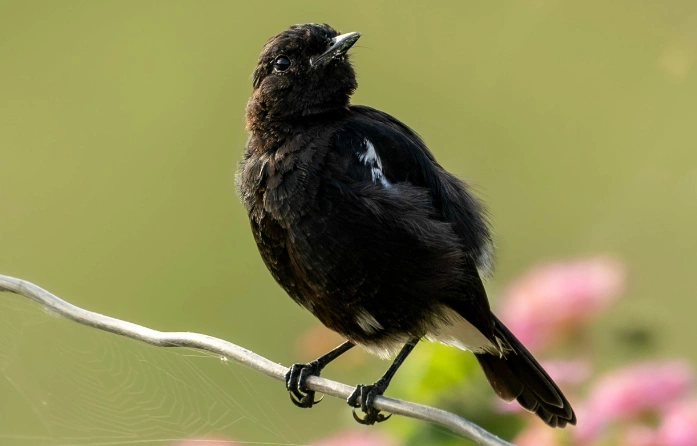 This photo features a Indian black robin, a common bird in Sri Lanka. Enjoy birdwatching during your stay at Sigiri Vananthara, a Nature Resort in Sigiriya.