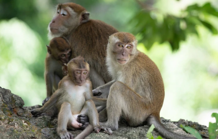 This photo features a Dry zone toque macaque (Macaca sinica sinica), showcasing the unique wildlife of Sri Lanka