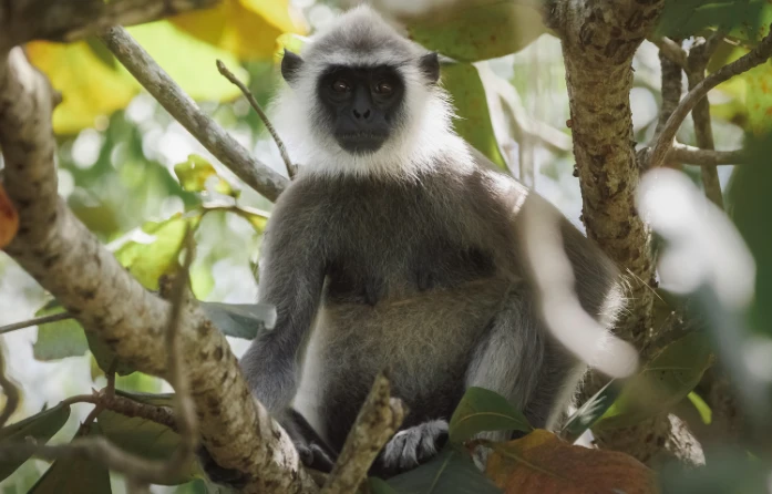 A curious tufted gray langur perches serenely on a tree branch at Sigiri Vananthara, one of the most captivating Nature Resorts in Sigiriya.