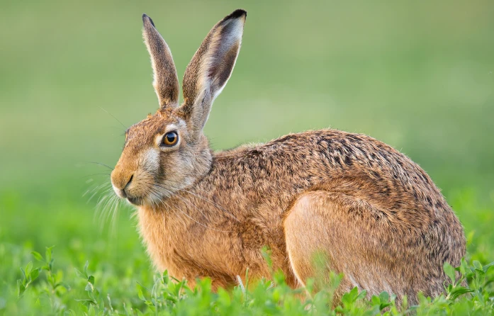This photo features a Brown Hare sitting in a grassy field. Sigiri Vananthara the nature resort offers nature enthusiasts the chance to discover the incredible animals .
