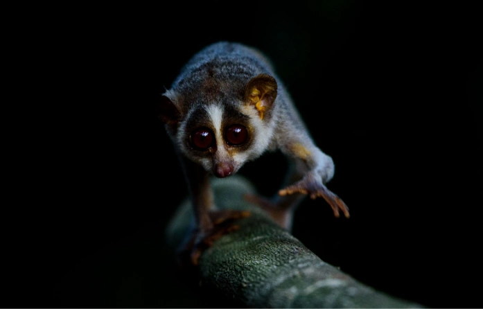 This photo features an Gray slender loris, showcasing the unique wildlife of Sri Lanka.