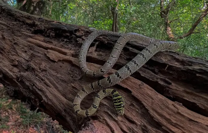 This photo features Sri Lankan Flying snake, showcasing the diverse reptile life in Sri Lanka. Enjoy nature walks and wildlife spotting during your stay at Sigiri Vananthara, a Nature Resort in Sigiriya.