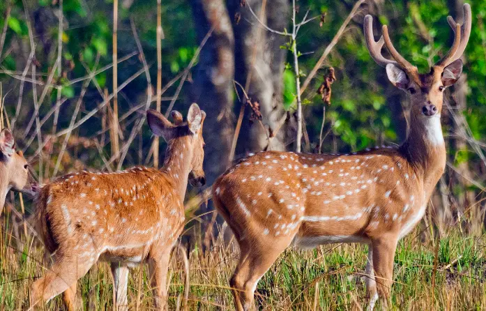 Spotted Deer (Axis axis ceylonensis) grazing in a field. This species is found in Sri Lanka and can be seen near Sigiri Vananthara Nature Resort.
