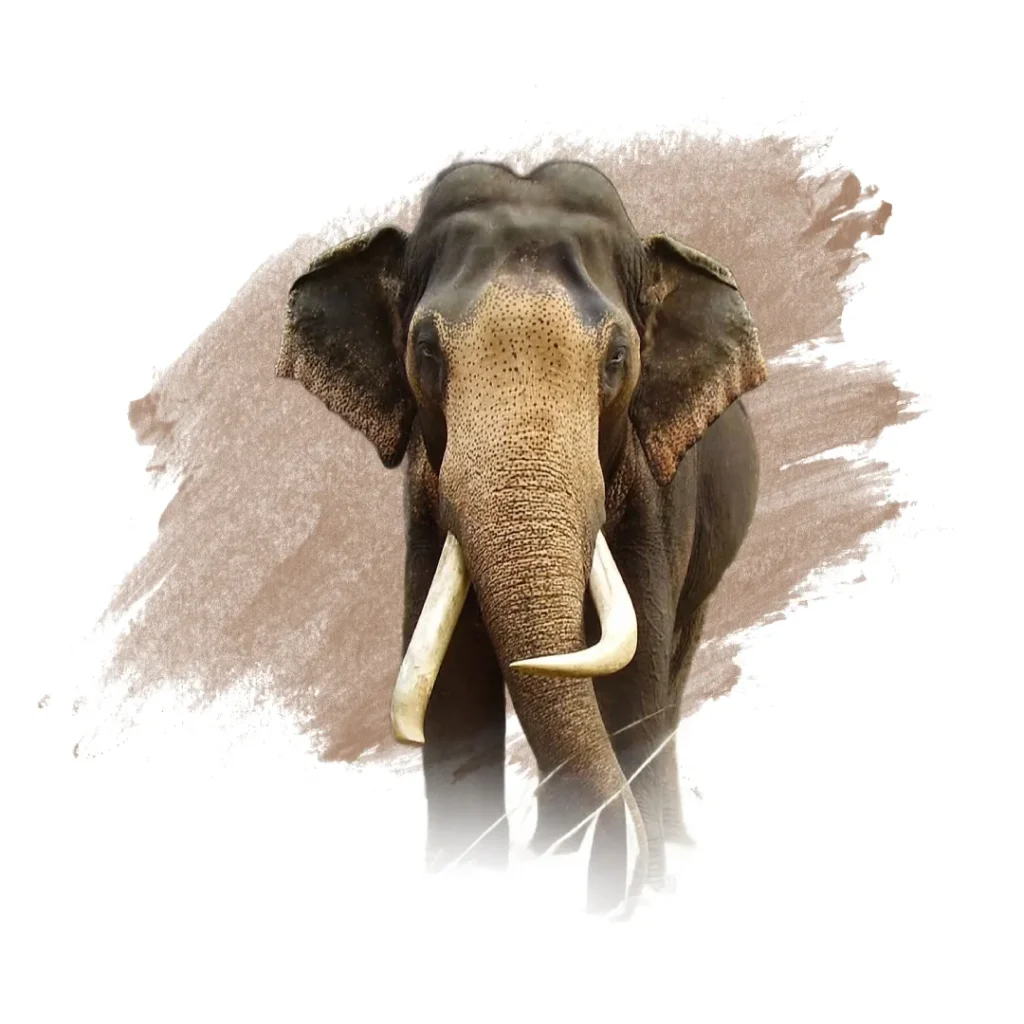 Asian elephant with tusks. This species is found in Sri Lanka and can be seen on safari tours near Sigiri Vananthara Nature Resorts in Sigiriya.