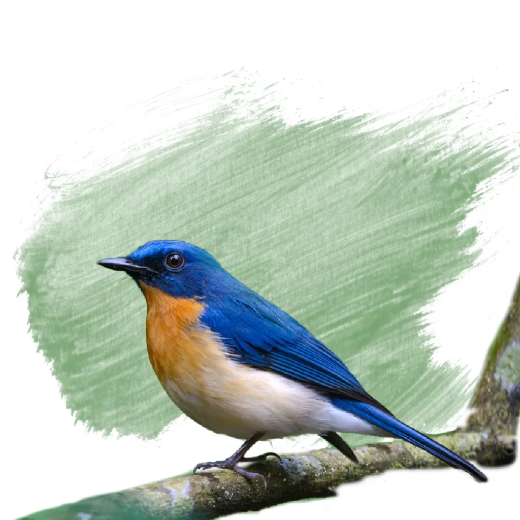 Image of a TICKLES'S BLUE FLYCATCHER, a colorful bird native to Sri Lanka. Sigiri Vananthara, a nature resort in Sigiriya, offers birdwatching and wildlife viewing opportunities.