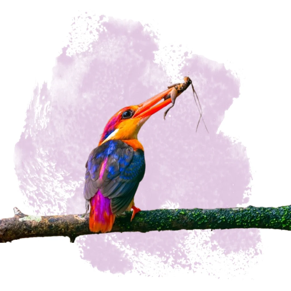 Image of Blackbacked dwarf kingfisher, a colorful kingfisher found in Sri Lanka, holding its prey. Sigiri Vananthara, a nature resort in Sigiriya, offers guests opportunities for birdwatching and wildlife viewing.