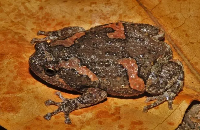 A Beautifully patterned frog, blending with its earthy surroundings. Encounter Sri Lanka's diverse wildlife at our Nature Resorts in Sigiriya.