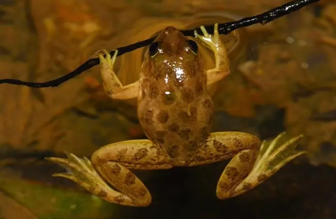 A frog, adapted for aquatic life, clinging to a branch near water. Encounter Sri Lanka's diverse wildlife at around Sigiri Vananthara Nature Resorts in Sigiriya.