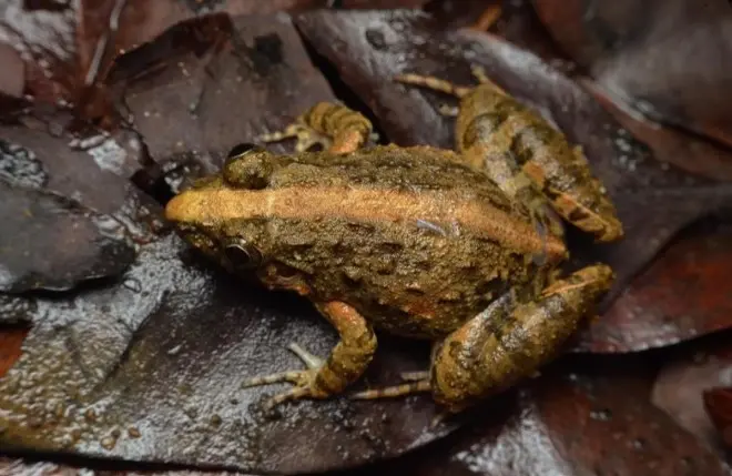A beautifully textured frog, blending with its leafy surroundings. Encounter Sri Lanka's diverse wildlife around sigiri vananthara Nature Resort.