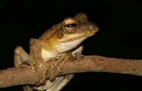 A tree frog, showcasing the unique adaptations of Sri Lankan amphibians. Discover the incredible biodiversity of Sri Lanka at Sigiri Vananthara Nature Resort.