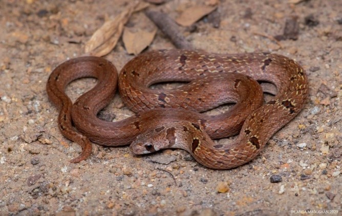 Image of a Dumeril's Kukri Snake, a non-venomous snake found in Sri Lanka. Sigiri Vananthara, a Nature Resort in Sigiriya, offers guests opportunities for guided nature walks and wildlife viewing.