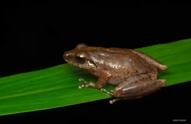 Small brown frog, possibly from the Pseudophilautus regius (Polonnaruwa shrub frog), perched on a green leaf. These frogs are found in Sri Lanka and Discover the island's wildlife at Sigiri Vananthara Nature Resort.