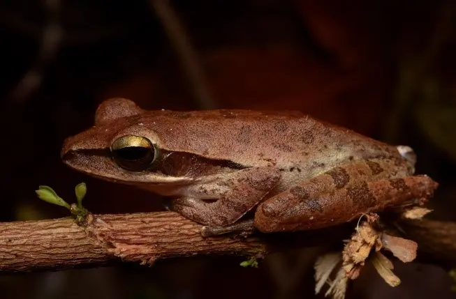 A small, brown frog sits perched on a branch, its eyes wide and alert. Lush green foliage surrounds it, creating a sense of tranquility and immersion in nature.