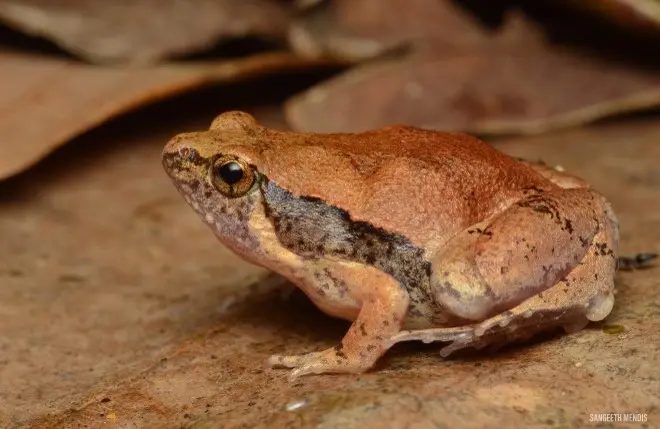 Image of an Mihithalei red narrow-mouthed frog, a small frog with distinctive markings found in Sri Lanka.