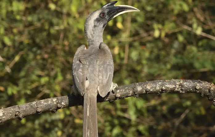 This photo features a Sri Lanka Grey Hornbill, showcasing the unique birdlife of Sri Lanka. Enjoy birdwatching and discover endemic species during your stay at Sigiri Vananthara, a Nature Resort in Sigiriya.