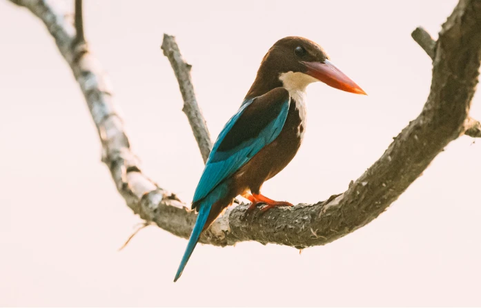 This White-throated Kingfisher, with its distinctive plumage, is a testament to the rich biodiversity you'll find our nature resort Sigiri Vananthara.
