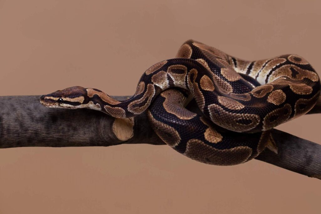 Indian rock python (Python molurus) coiled on a branch.