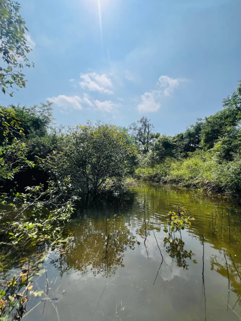 A vibrant green landscape with a pond in the foreground, inviting exploration and connection with nature.