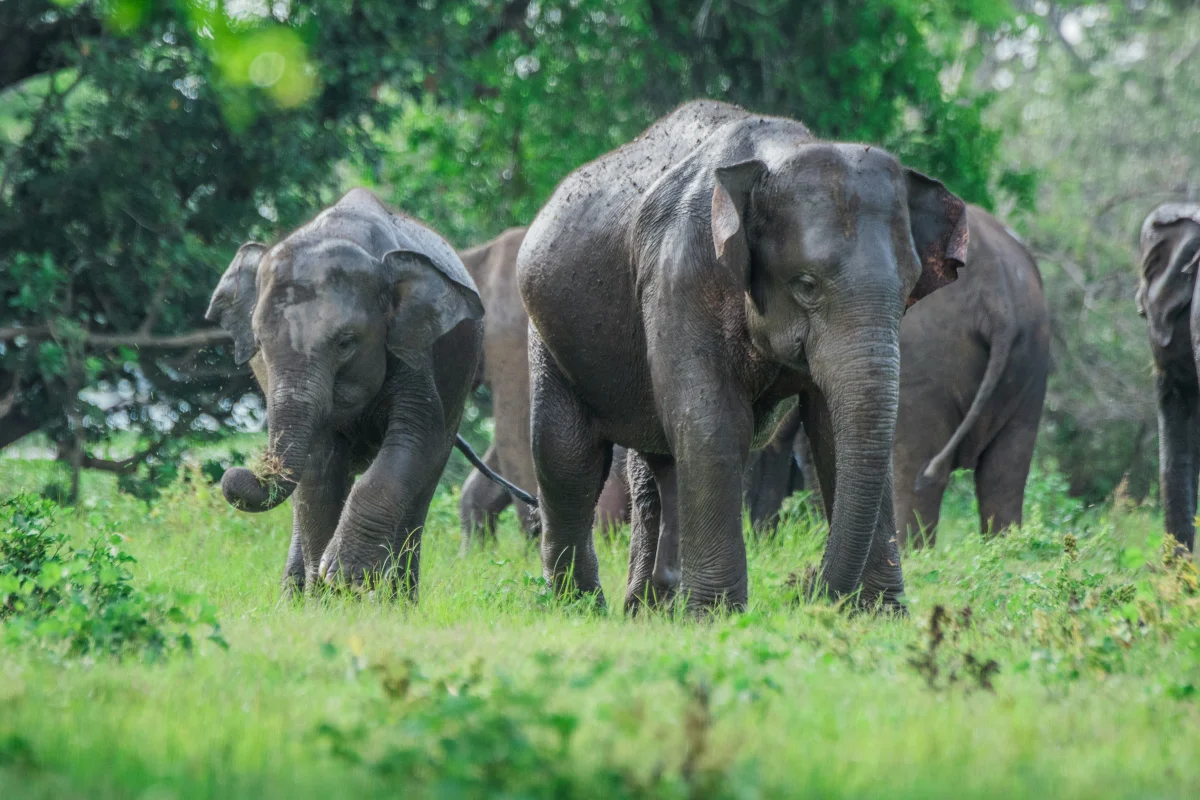 Sigiri Vananthara nature resort featuring lush greenery, wildlife, scenic landscapes, and eco-friendly accommodations in Sri Lanka’s cultural triangle.