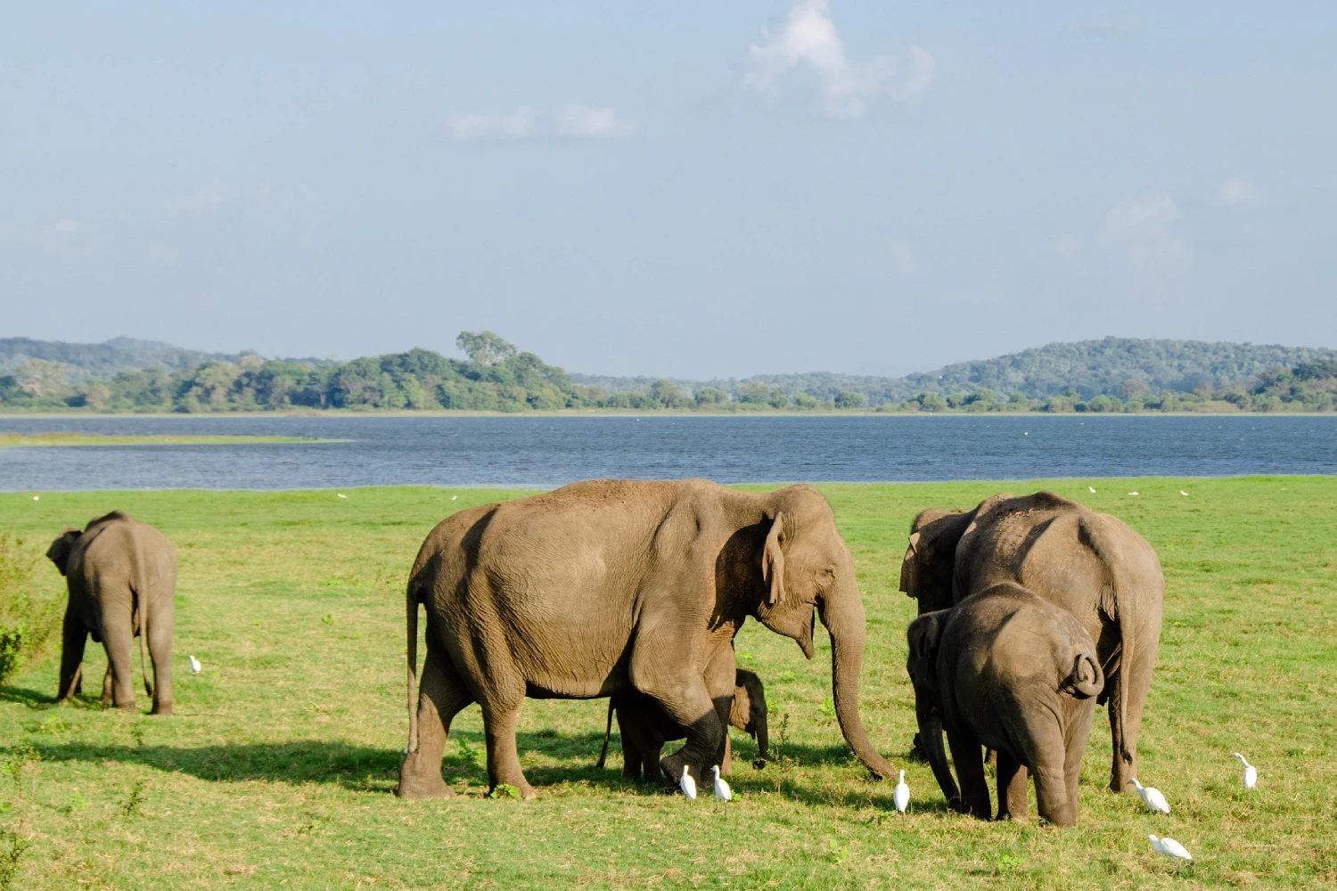 Sigiri Vananthara nature resort featuring lush greenery, wildlife, scenic landscapes, and eco-friendly accommodations in Sri Lanka’s cultural triangle.